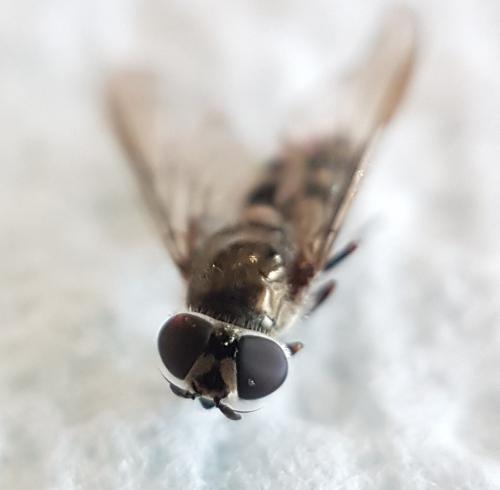 Meliscaeva auricollis